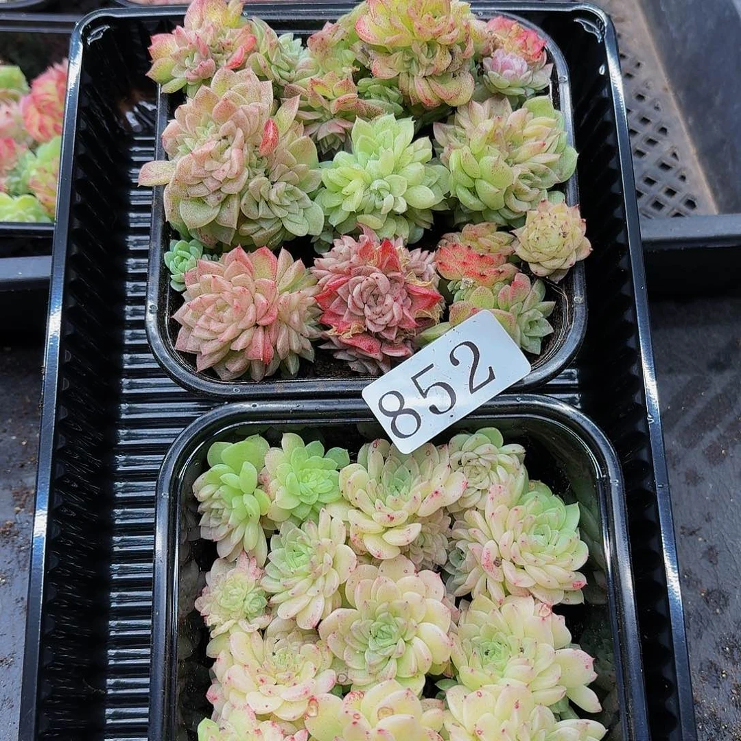 多肉植物多肉植物852