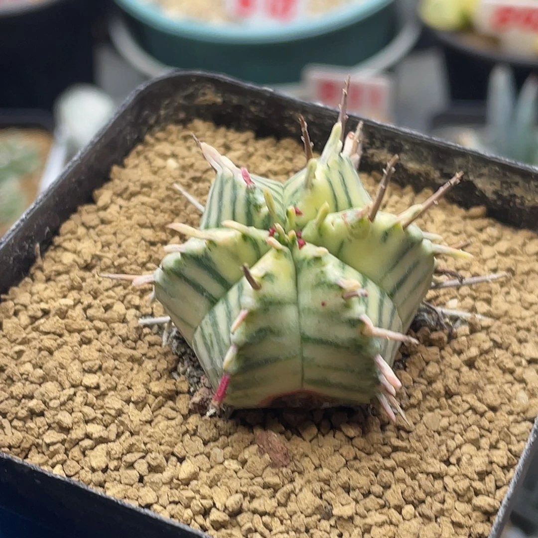 羽田斑马锦大戟微瑕