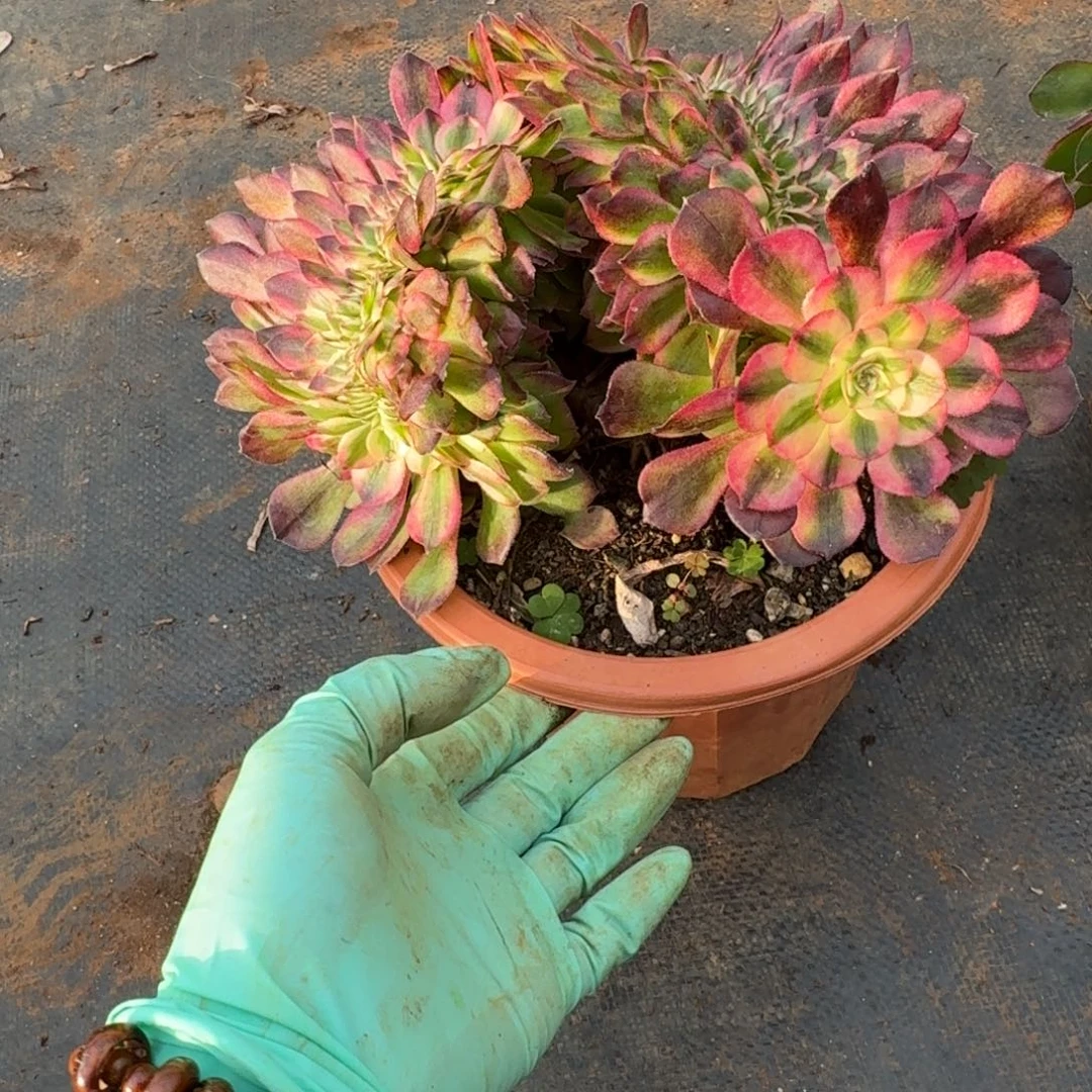 16荔枝缀化多肉植物满28包邮