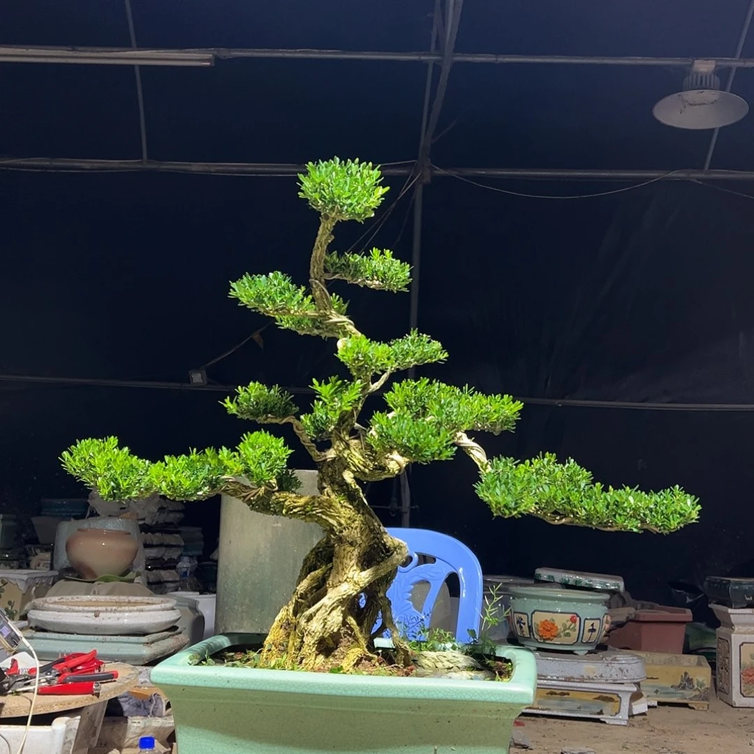 无花朵广东雀舌黄杨盆景