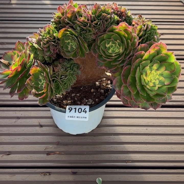 9104海王缀化老桩50