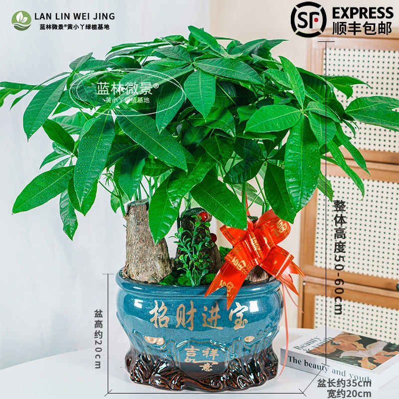 三杆盆景发财树大棵陶瓷盆开业花篮办公室客厅办公桌发财树盆栽