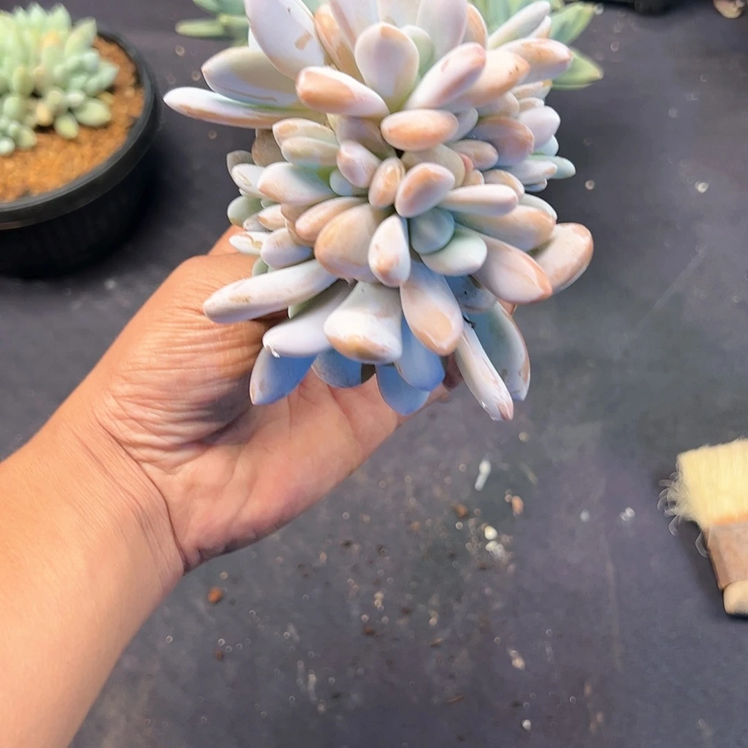 【闪购商品】粉兔福利