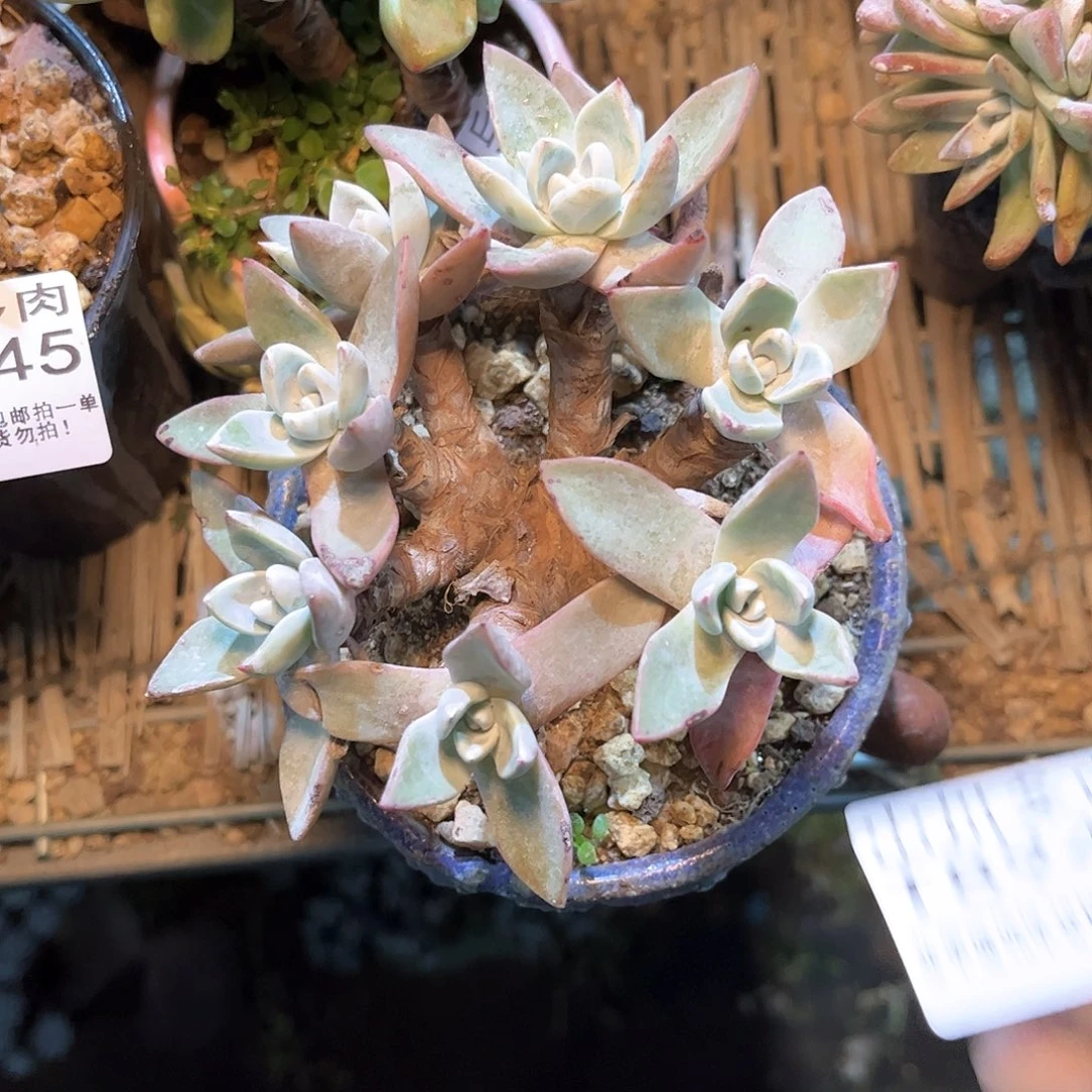 8948泡芙苹果叶多肉