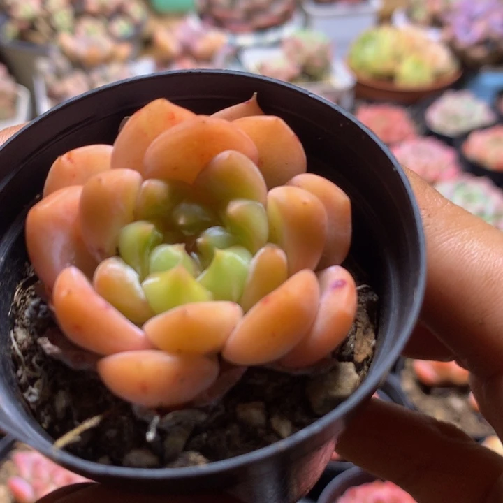 精控糖心一物一拍