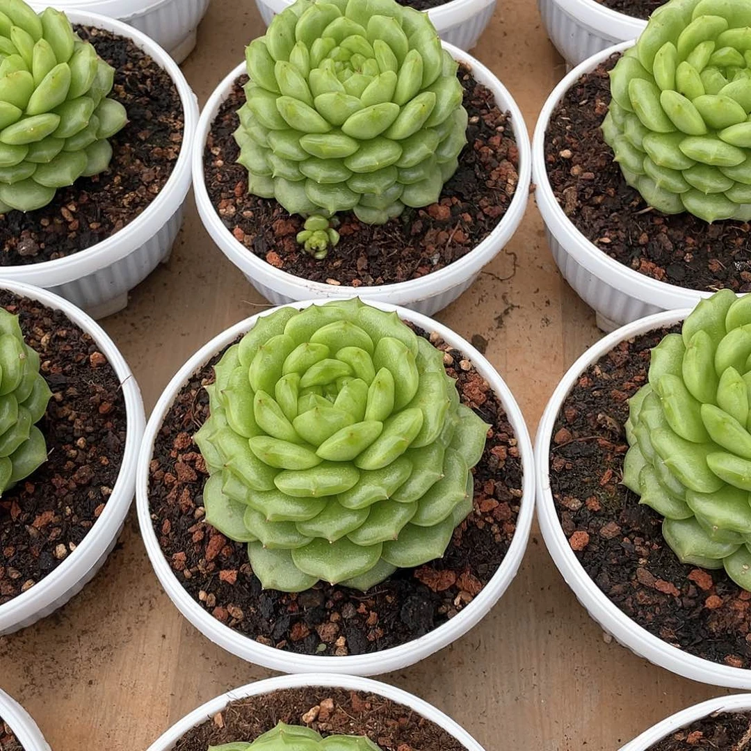 灯泡珍妮单头11厘米可挑