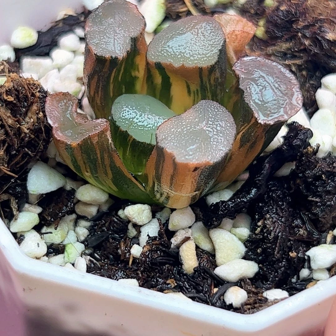 紫镜锦十二卷多肉植物