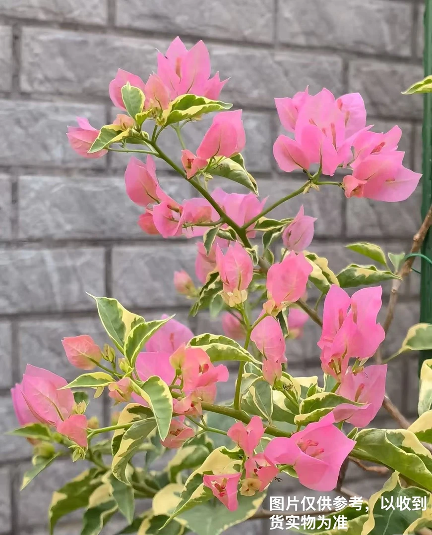 8【粉马斯蜡染粉】【包对版】三角梅四季开花爬藤好养护【无售后】