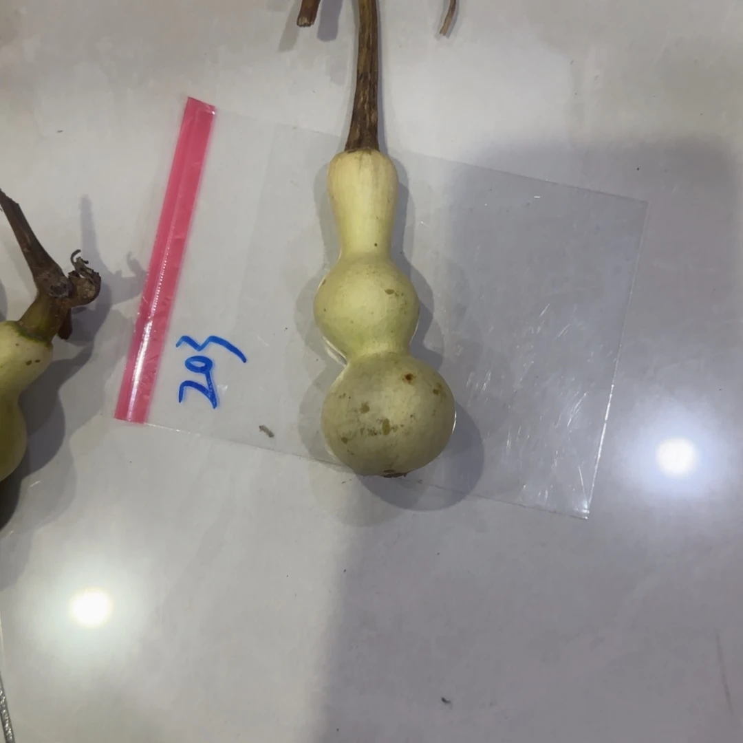小****青皮不包成青皮不包成