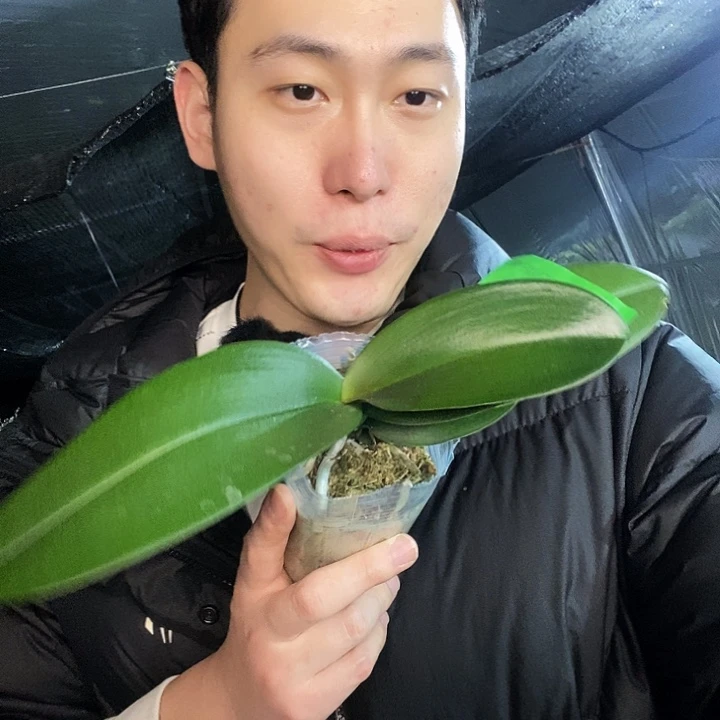 无花朵1400蝴蝶兰