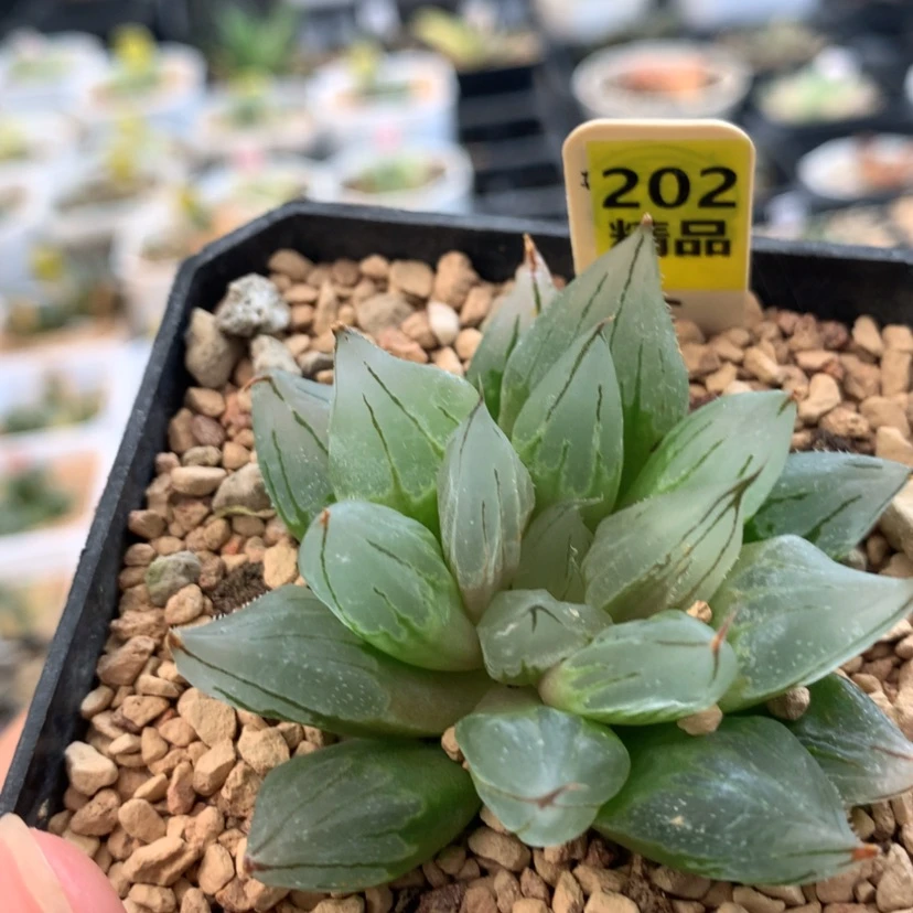 【闪购商品】202西亚姬