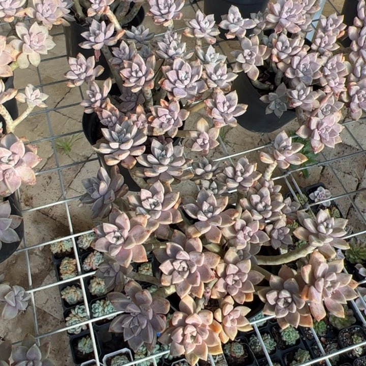 新疆包邮 阿伦陪