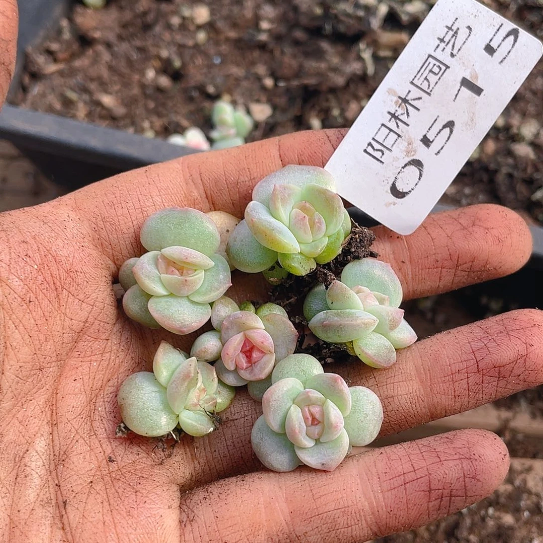 多肉植物多肉植物515