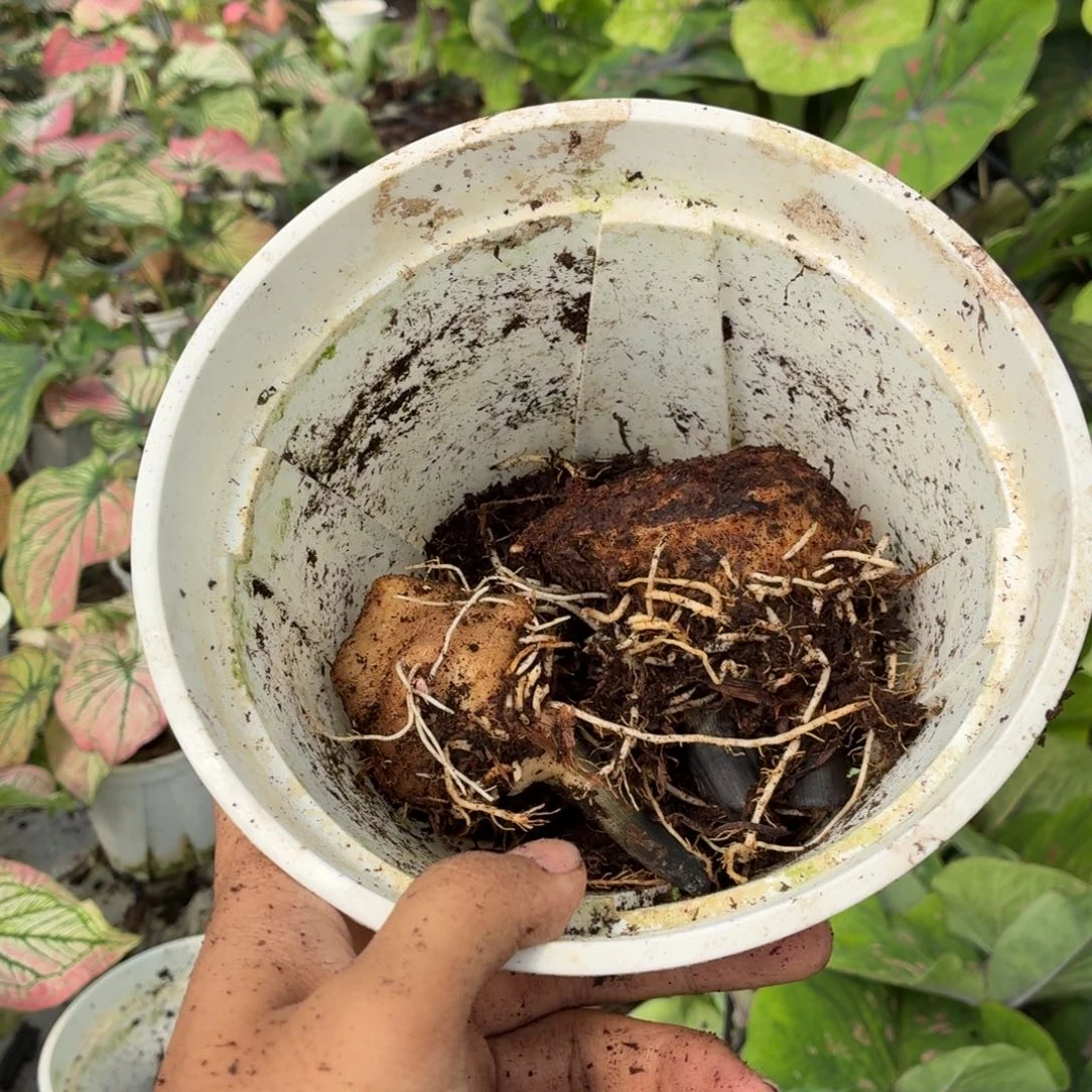 小***宝大部分花苞少量开放丹霞