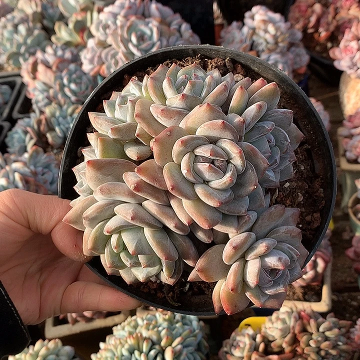 星影优选哈哈哈哈1