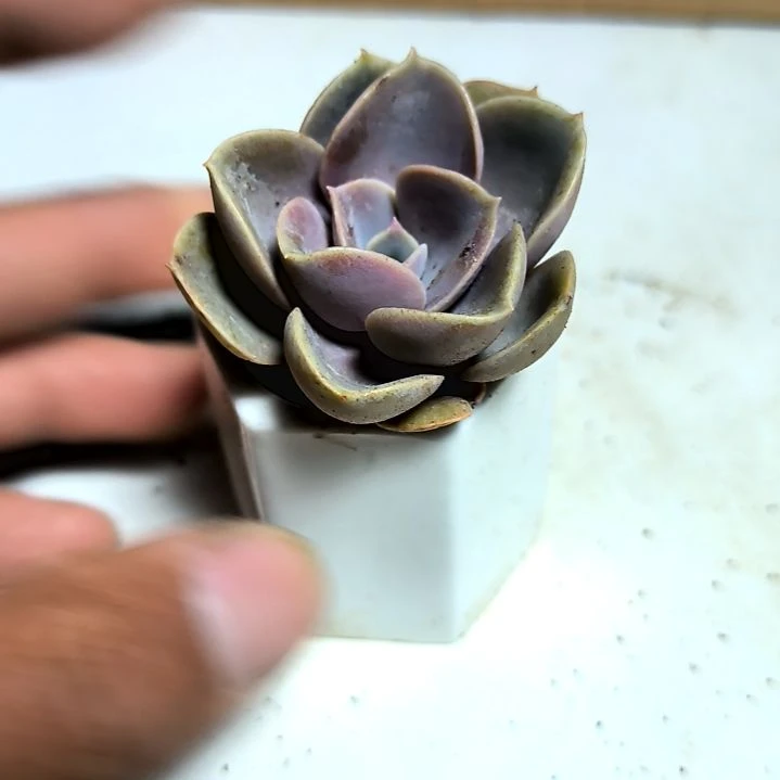 满6元包邮，紫珍珠俩颗