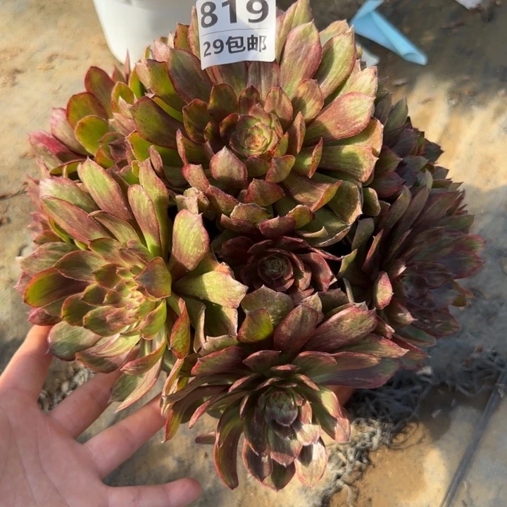 红丝绒……多肉植物……