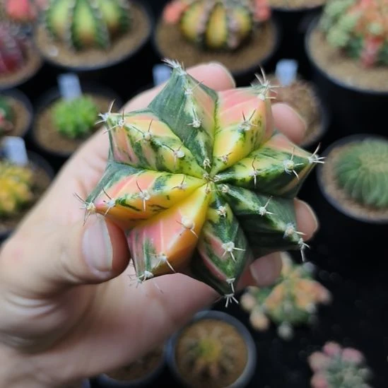 米哈锦侧芽自根脱土发货