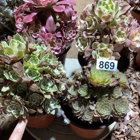 869四颗法师多肉植物