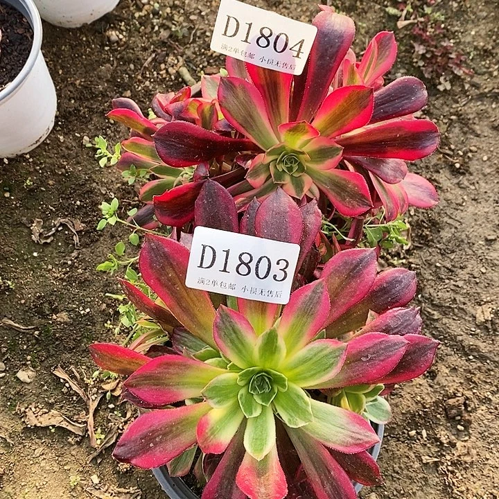 1803、04美杜莎水果糖多肉2颗