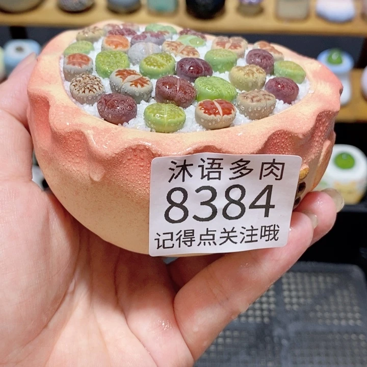 带盆土植物 精美盆栽8384