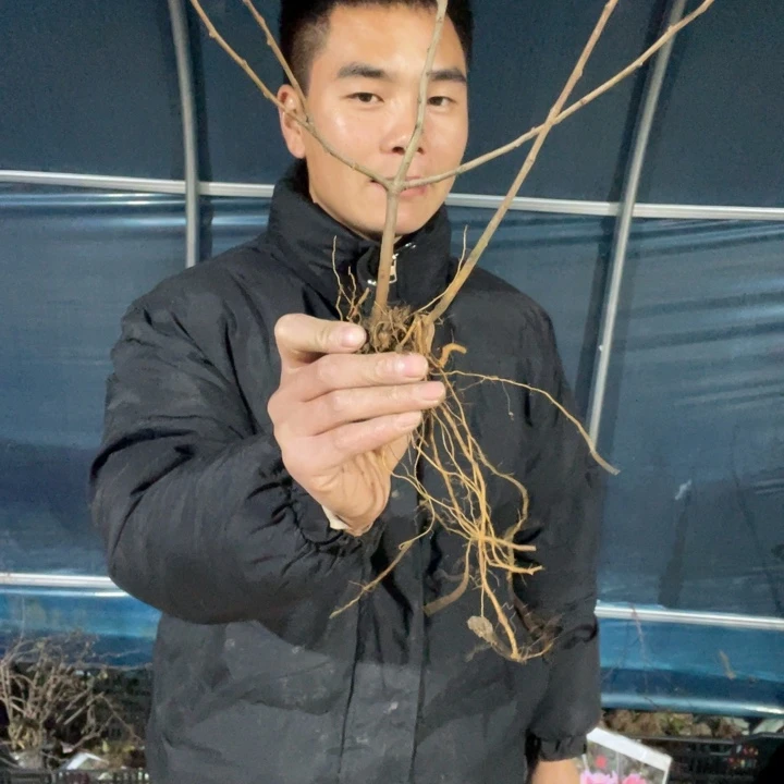 宴    海棠花一颗苗