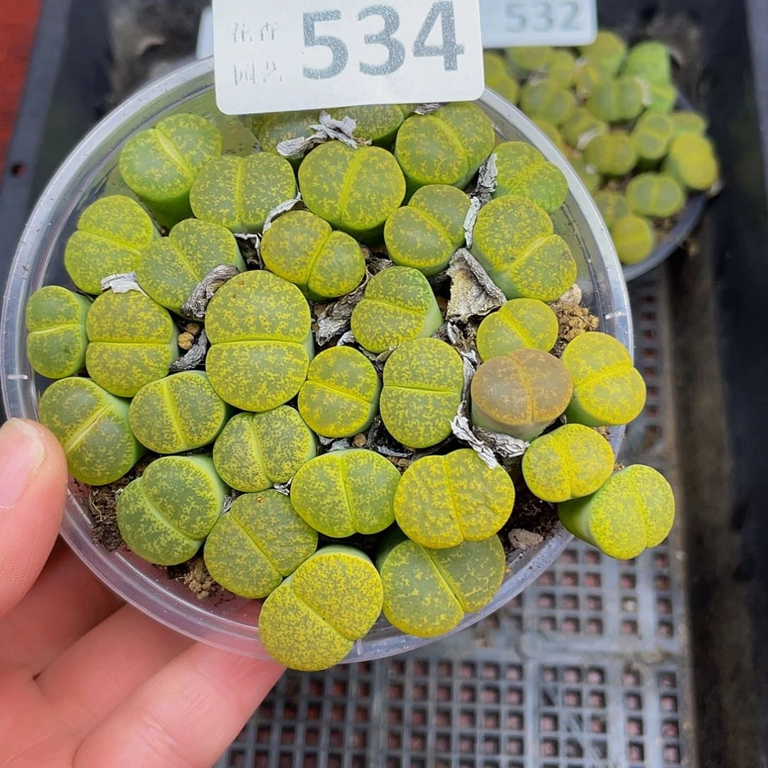 534000000花花花花花花