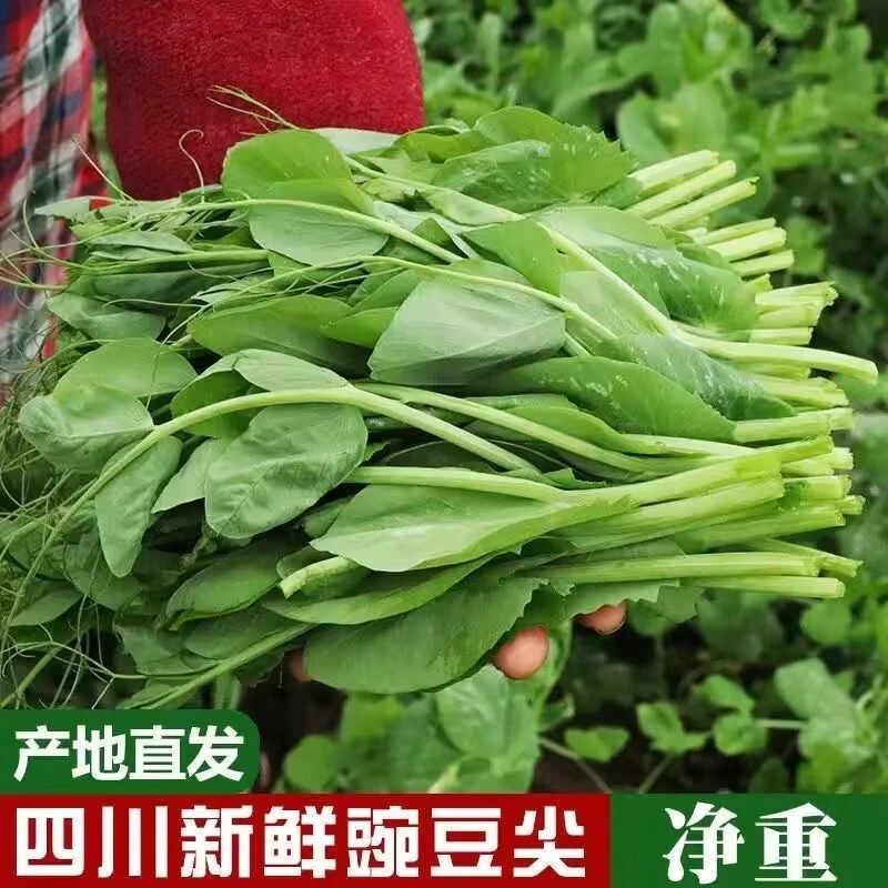 四川新鲜豌豆尖时令蔬菜现摘现发农家鲜嫩豌豆苗1/2/3/4斤