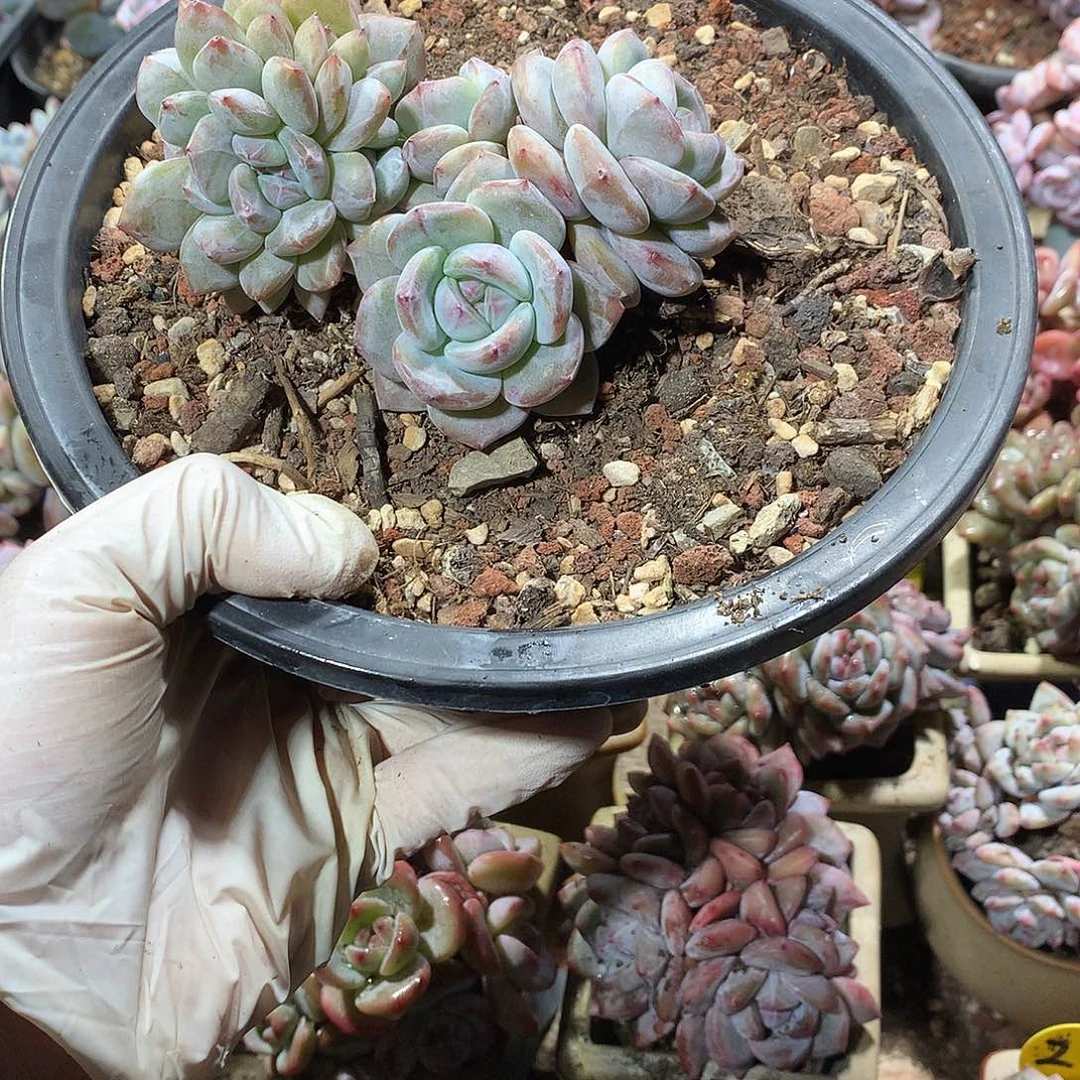 哈哈哈哈 星影多肉16