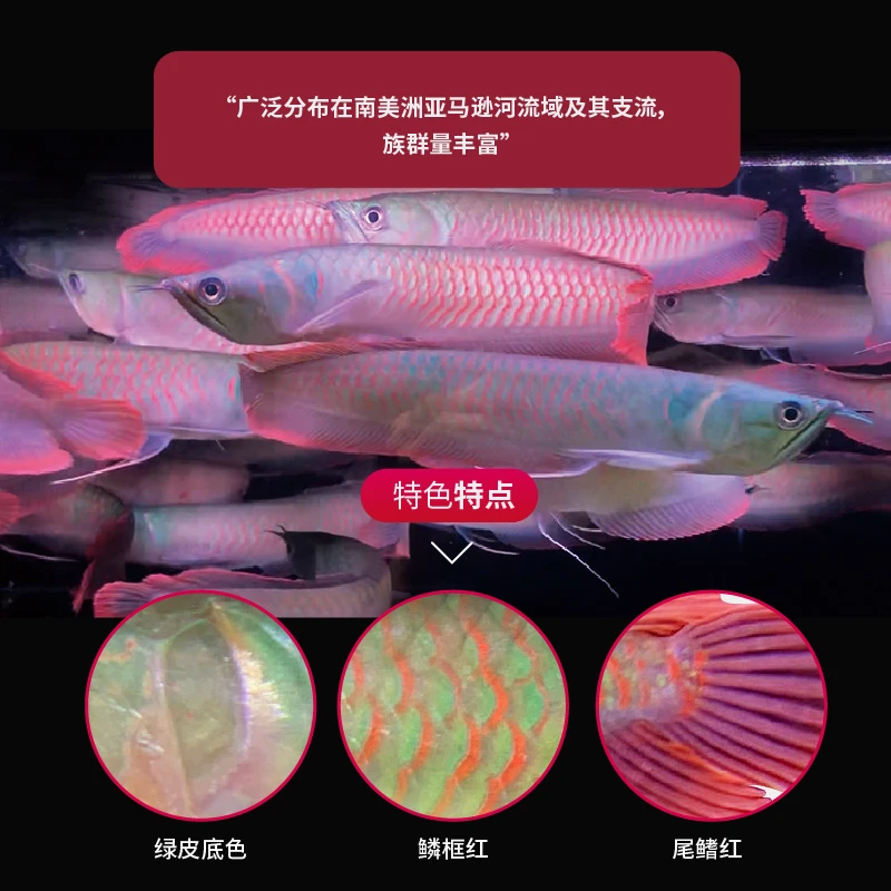 七彩银龙鱼活体热带大型观赏鱼苗黄化白子招财鱼