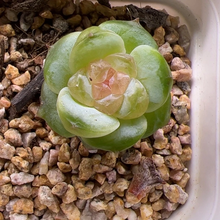 优选超基因糖心多肉植物a26