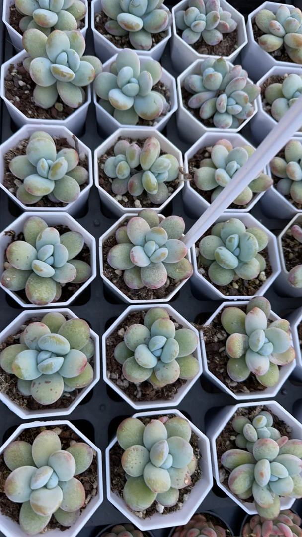 雪美人多肉植物 脱土