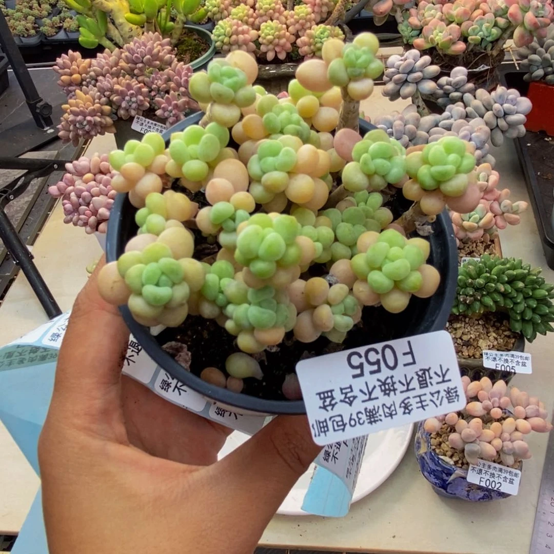 055花朵鱼子酱多肉7c m