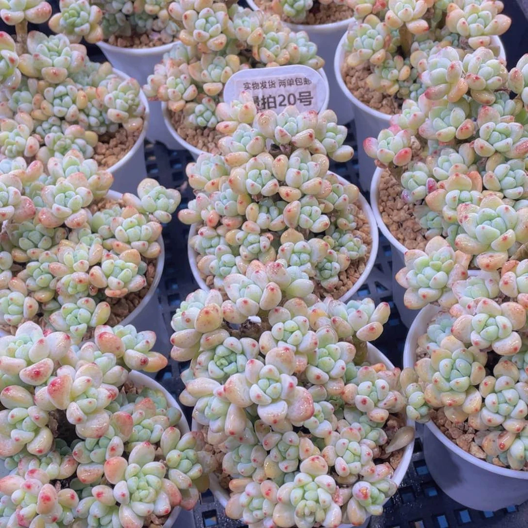 量拍20号 老桩罗琦劳尔大群一个