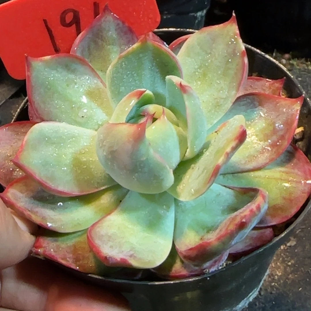 惊鸿一物一拍包装收缩花旱191