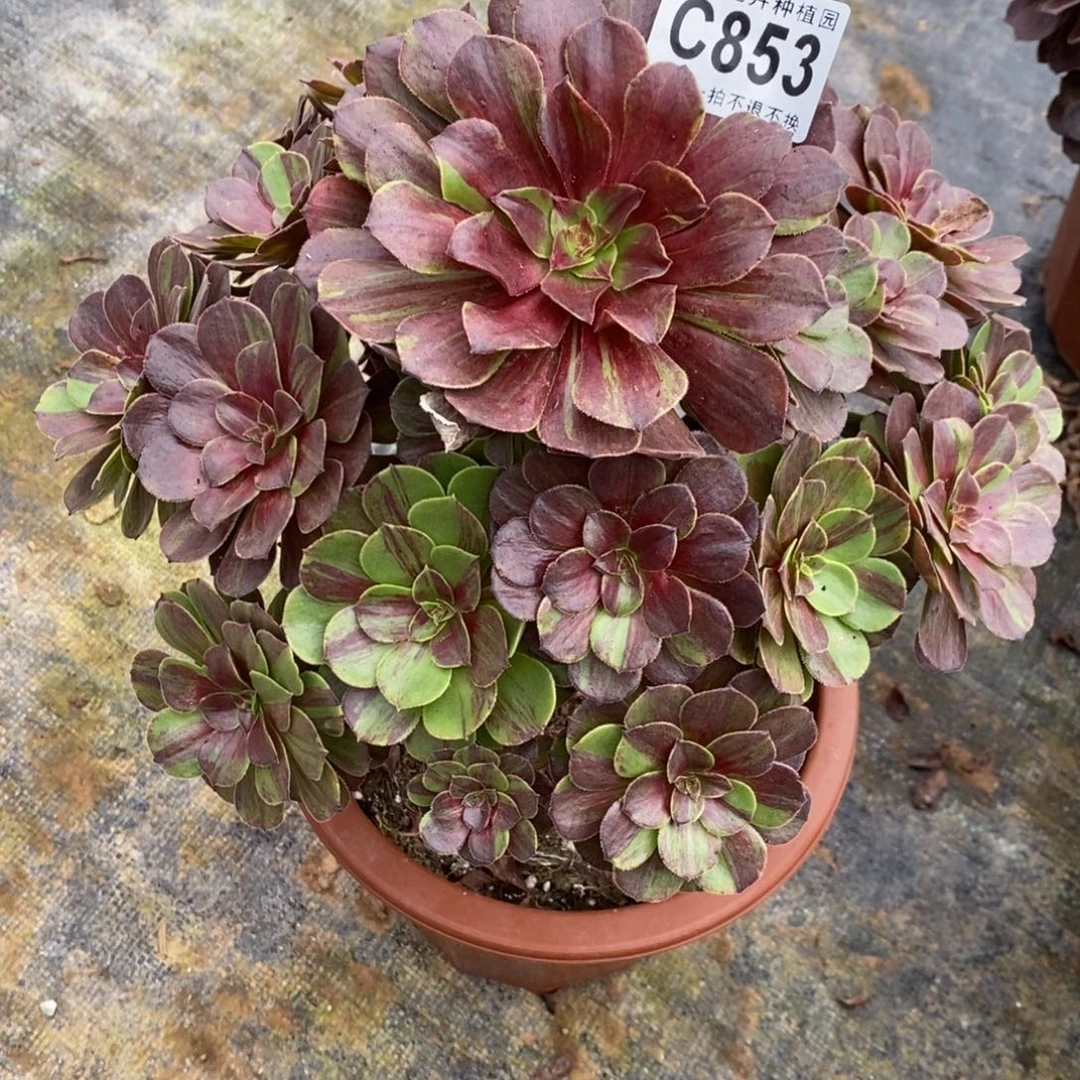 853花月夜福利一棵