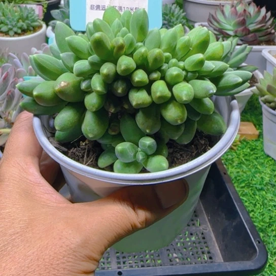 锦安精品多肉植物381