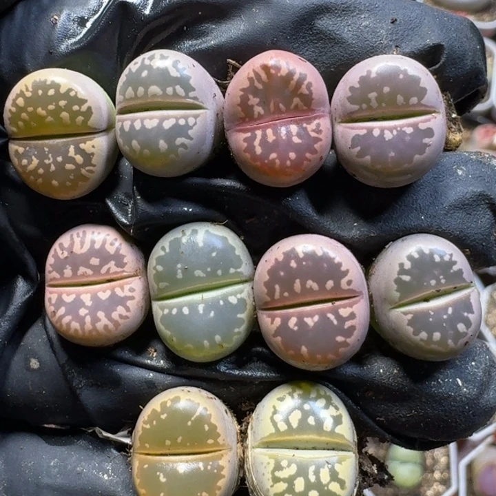生石花111111。    139