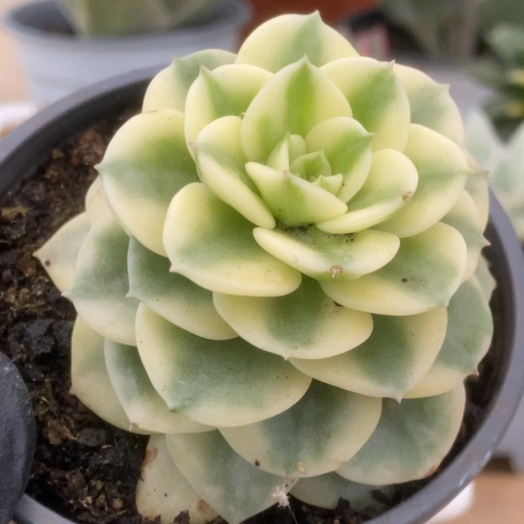 422蜡牡丹锦锦锦锦锦锦