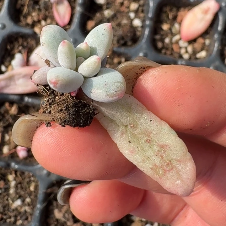 所罗门巨人锦一物一拍