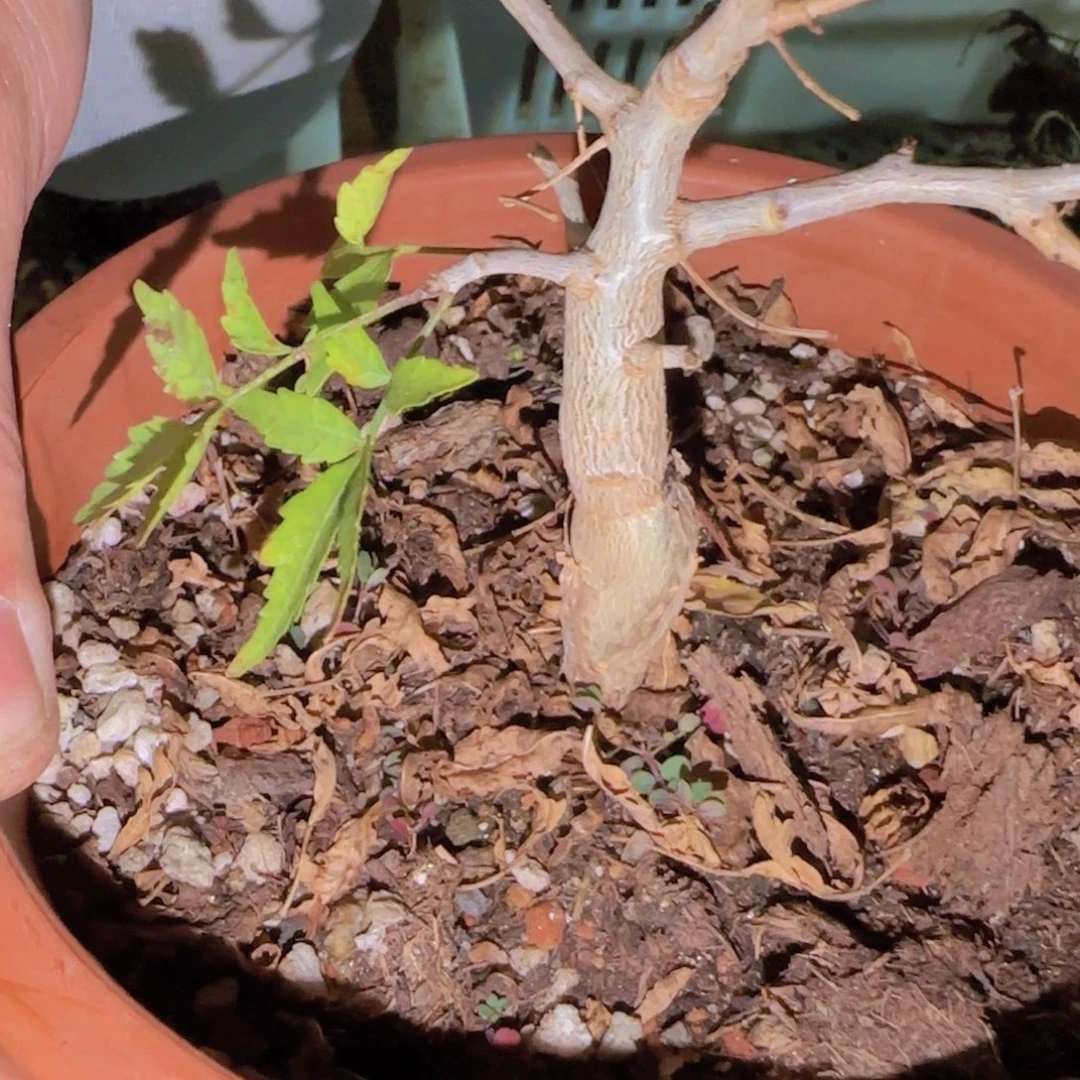 K***g块根植物块根植物