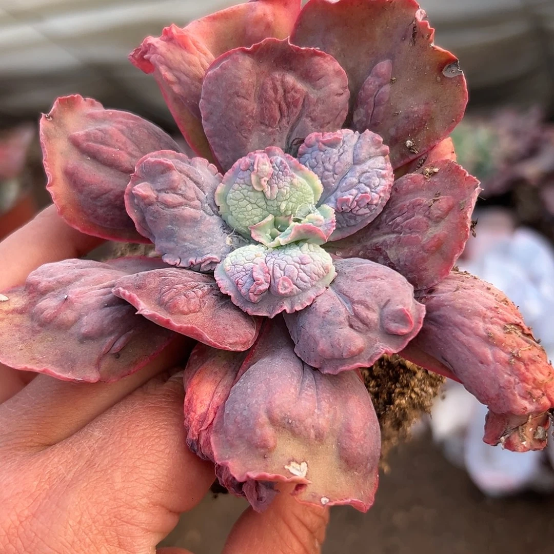 多肉植物狂野男爵