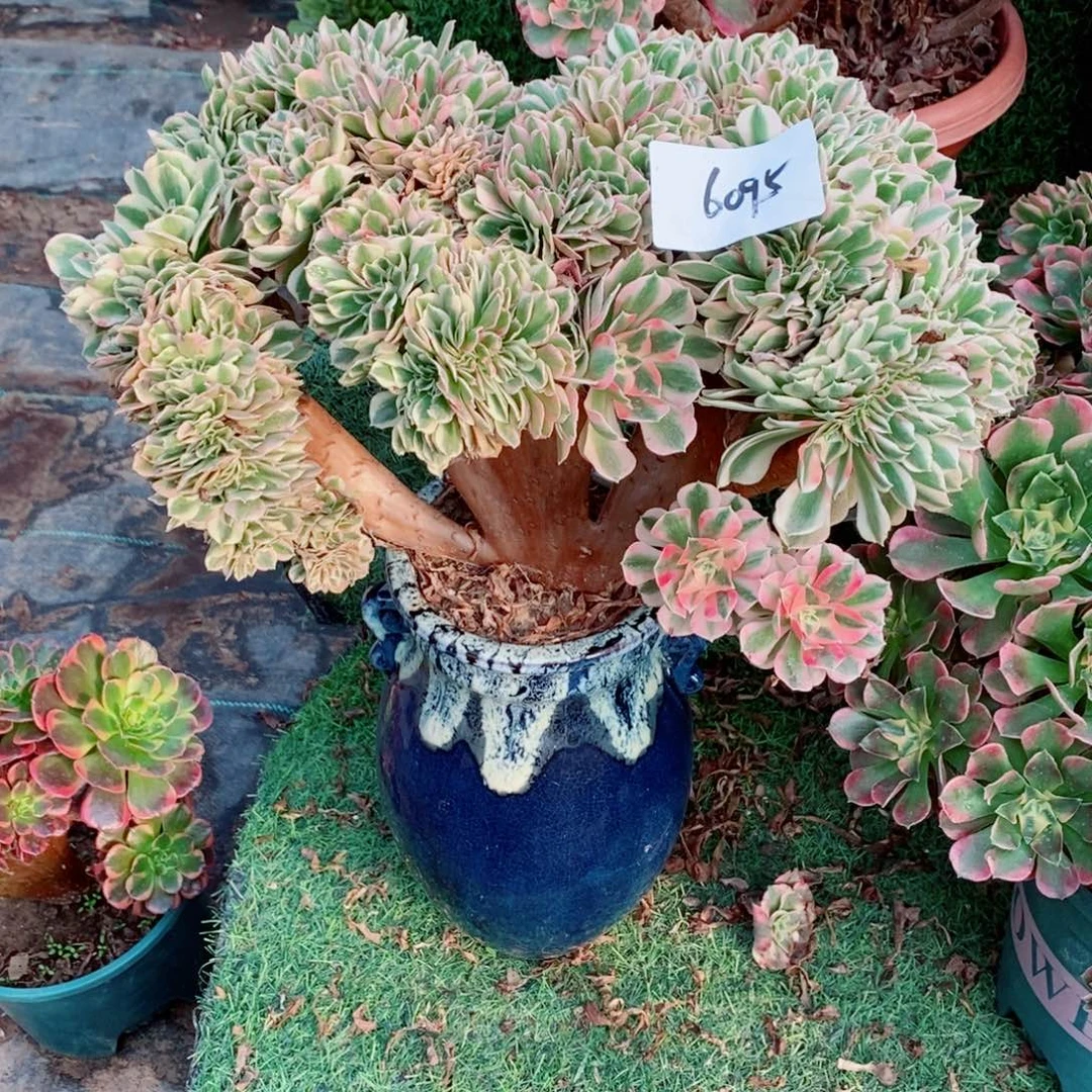 完全开放6095号粉女巫缀化1颗