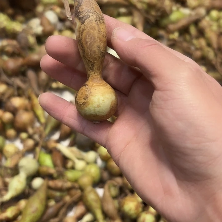 朵***啦陶瓷文玩花皮葫芦摆件