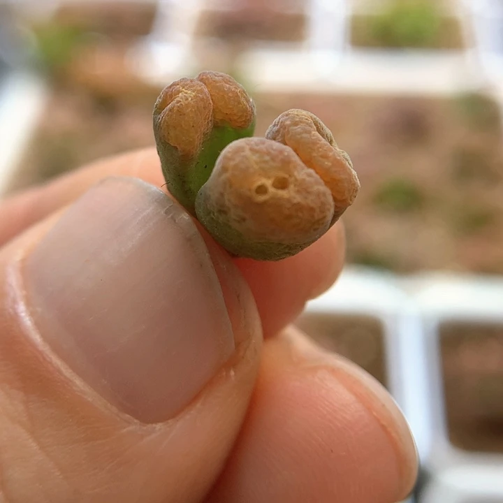 战损019 肉锥植物