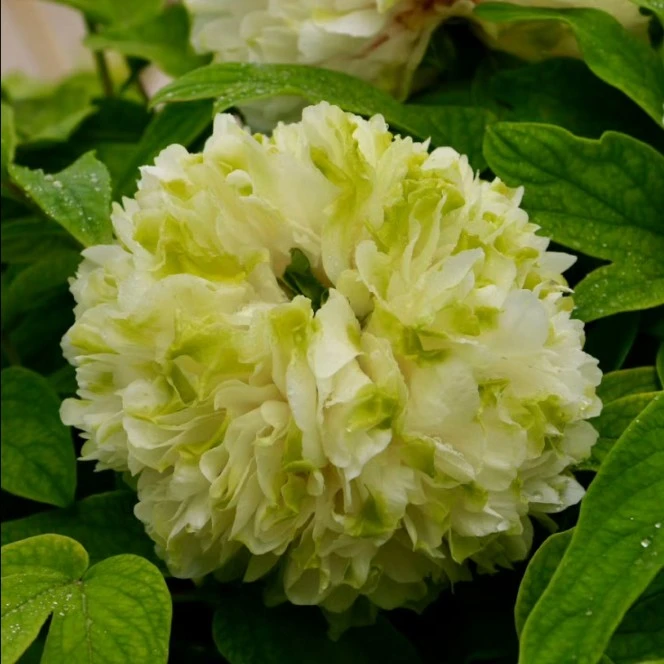 绿幕隐玉独杆牡丹树，花带香味，花朵成绣球状