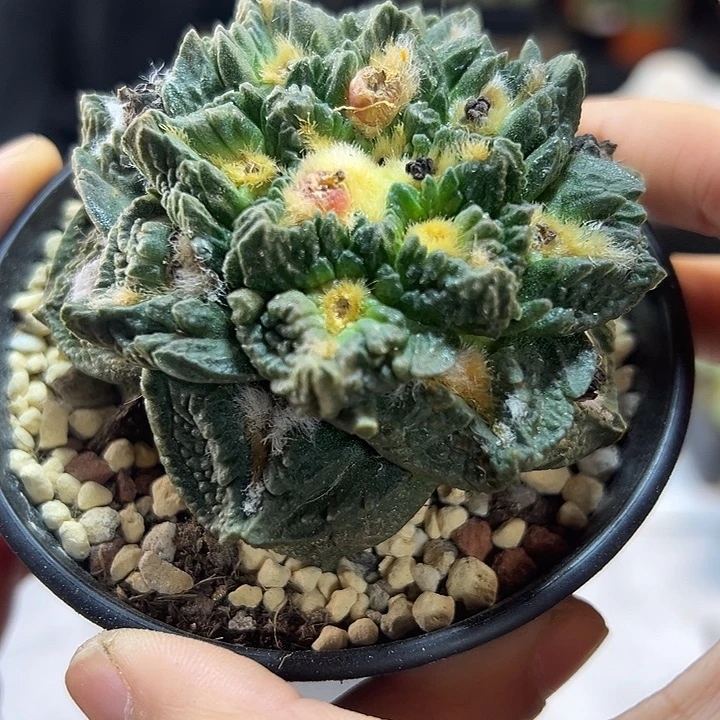 14号自根龙爪龟7.5公分