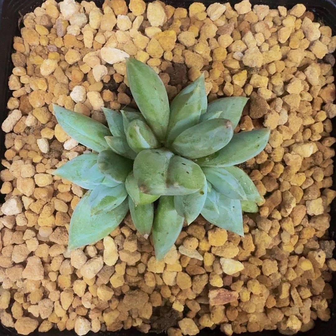 伊丽莎白 4头 一物一拍