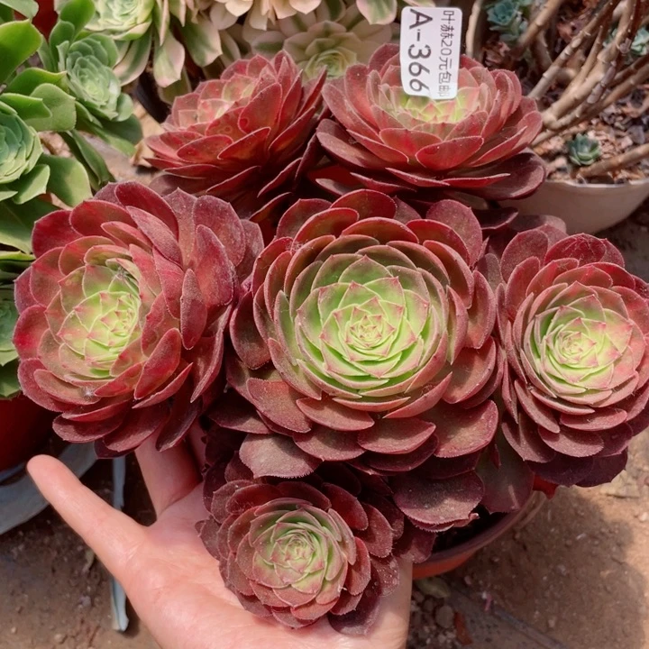 366倾城中班多肉12345578