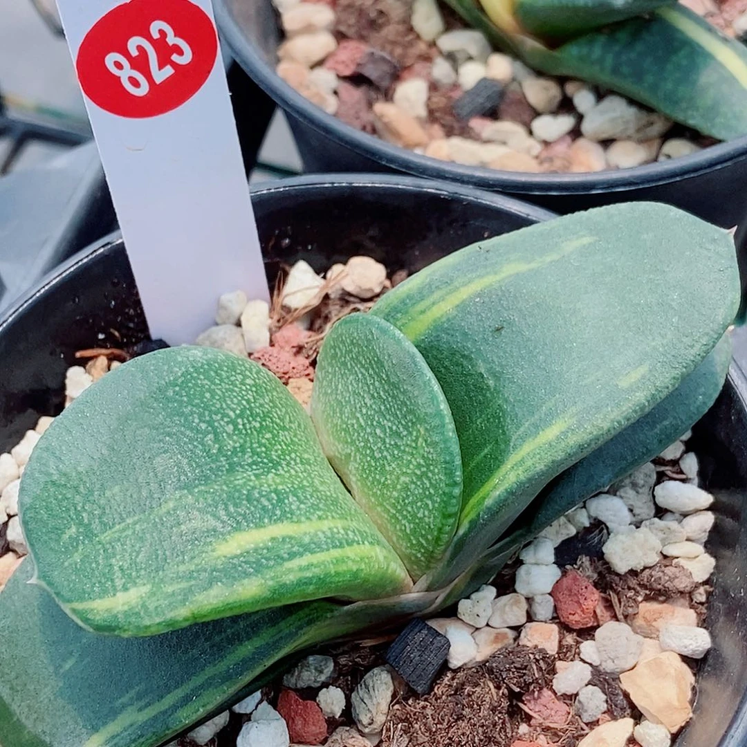 主****y823卧牛实生锦带盆发货